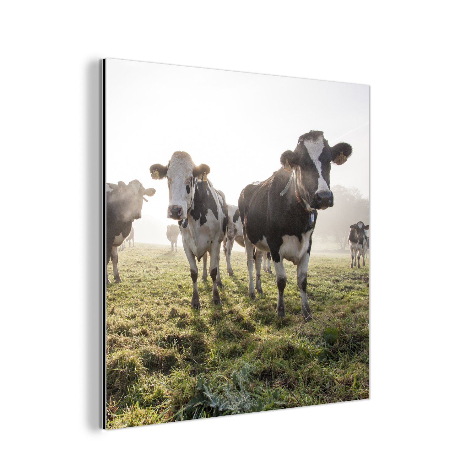 MuchoWow Metallbild Kühe - Licht - Gras - Tiere, (1 St), Alu-Dibond-Druck, Gemälde aus Metall, Aluminium deko