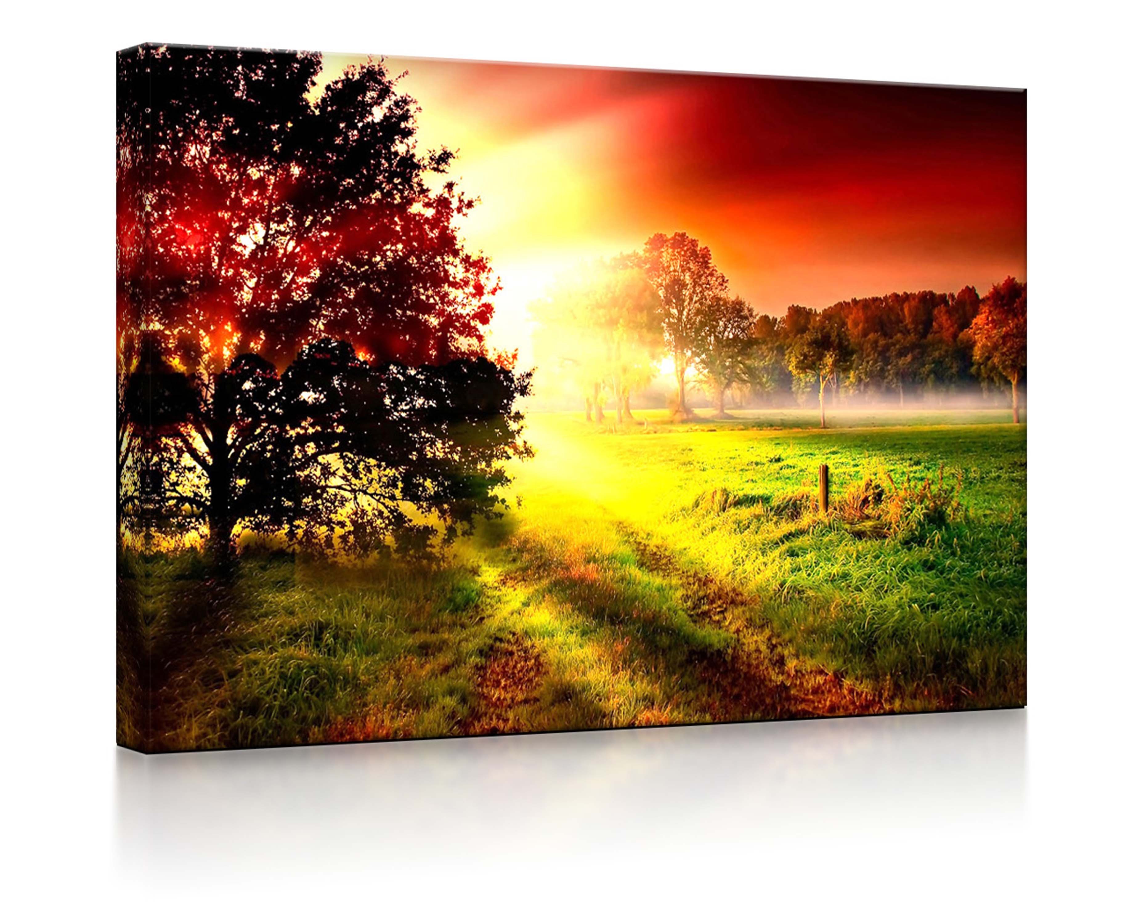 lightbox-multicolor LED-Bild Sonnenuntergang an nebliger Lichtung fully lig günstig online kaufen