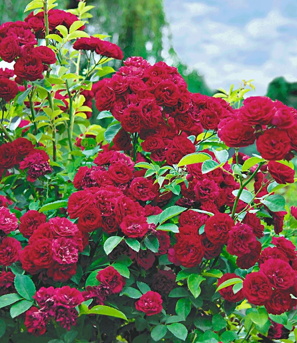 BALDUR Garten Rose Rambler-Rosen-Kollektion, 3 St., Gefüllt-blühend, winterhart, mehrjährig, pflegeleicht