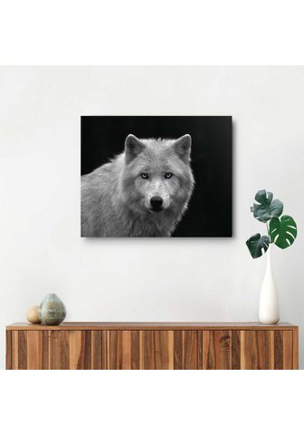 Reinders! paveikslas Weißer Wolf