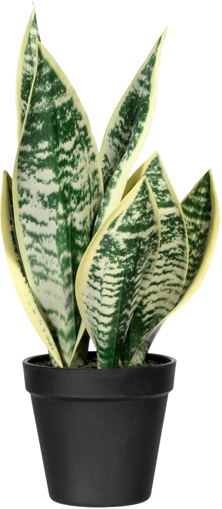 Künstliche Zimmerpflanze Sanseveria Sanseveria, cm green, Creativ Höhe 33