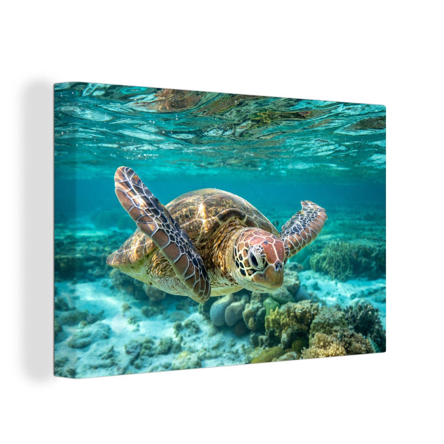 OneMillionCanvasses® Leinwandbild Eine Schildkröte schwimmt Wasser Wanddeko, Aufhängefertig, (1 Leinwandbilder, 30x20 cm unter in St), Wandbild Bodennähe