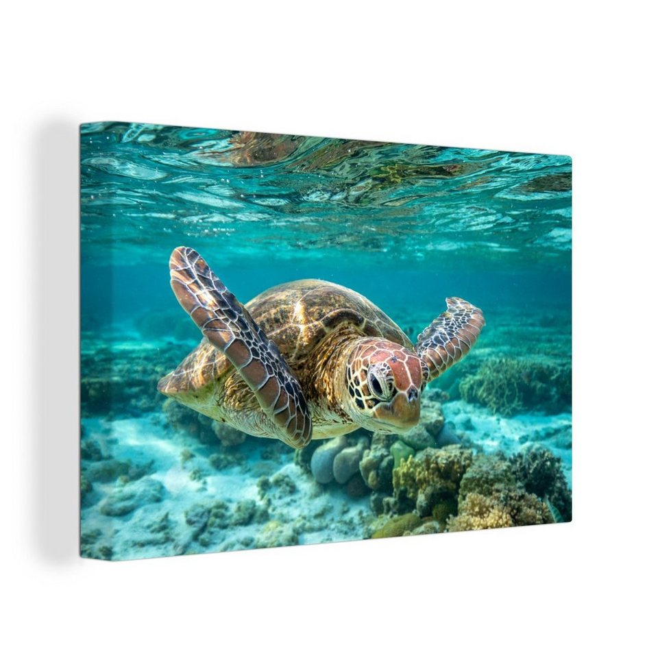 OneMillionCanvasses® Leinwandbild Eine Schildkröte schwimmt unter Wasser in  Bodennähe, (1 St), Wandbild Leinwandbilder, Aufhängefertig, Wanddeko, 30x20  cm