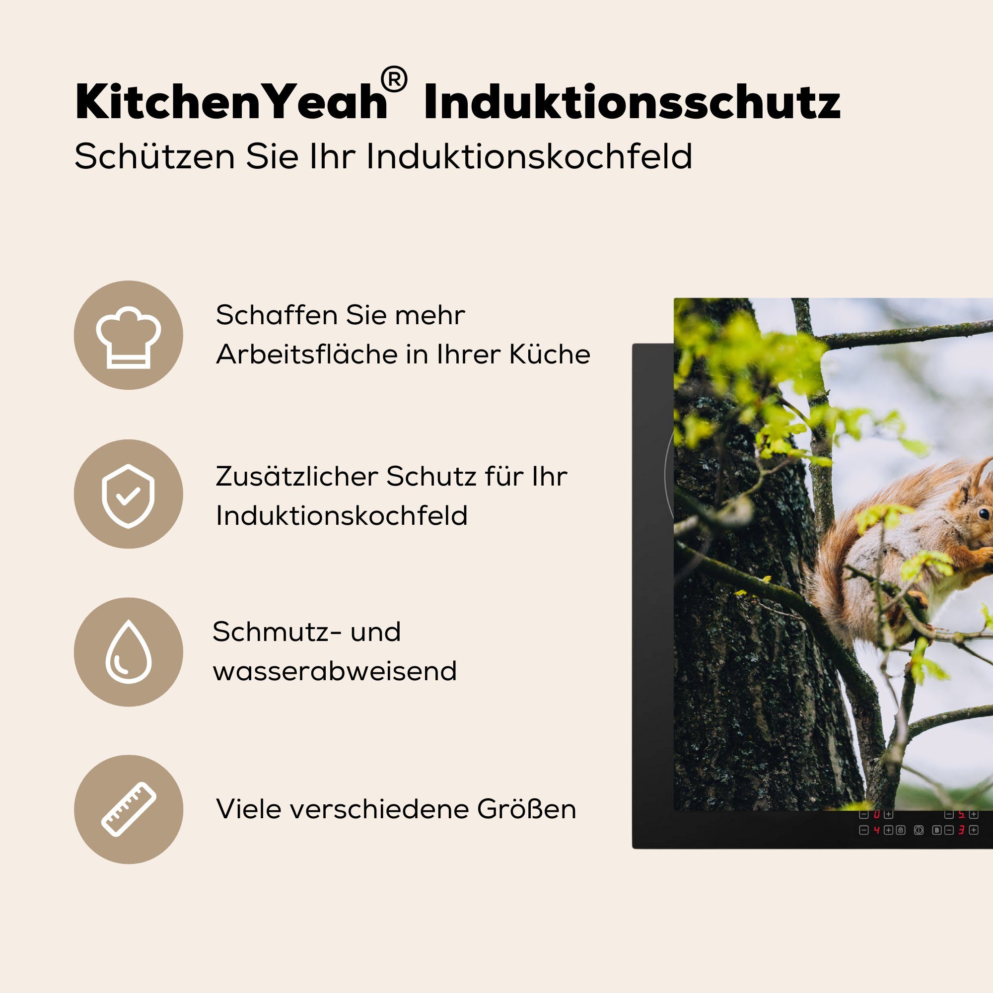 küche, tlg), Vinyl, Ceranfeldabdeckung MuchoWow Induktionskochfeld für die (1 81x52 auf Ast, Herdblende-/Abdeckplatte cm, frisst Schutz einem Eichhörnchen dünnen