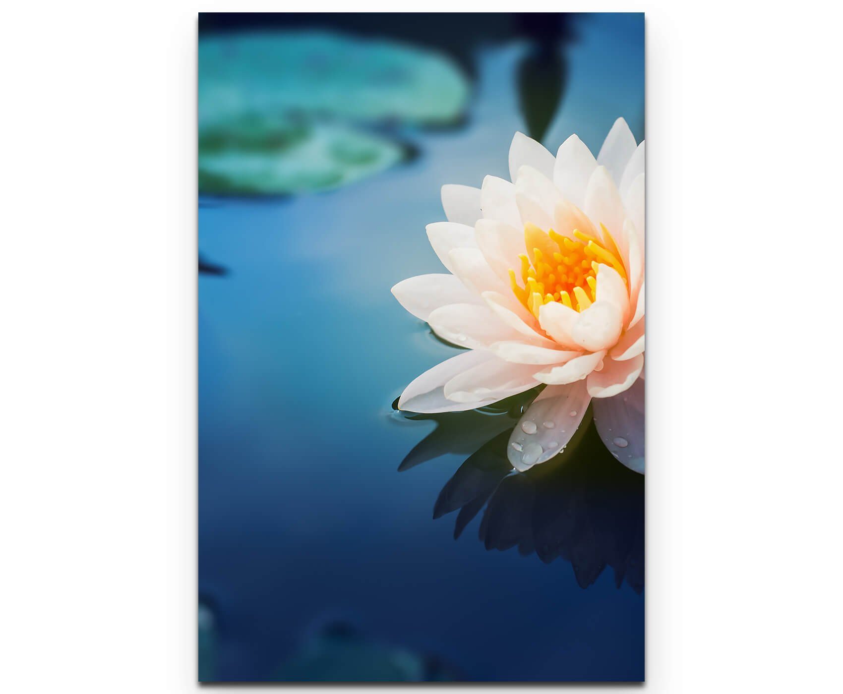 Sinus Art Leinwandbild Wunderschöne Lotusblüte - Leinwandbild