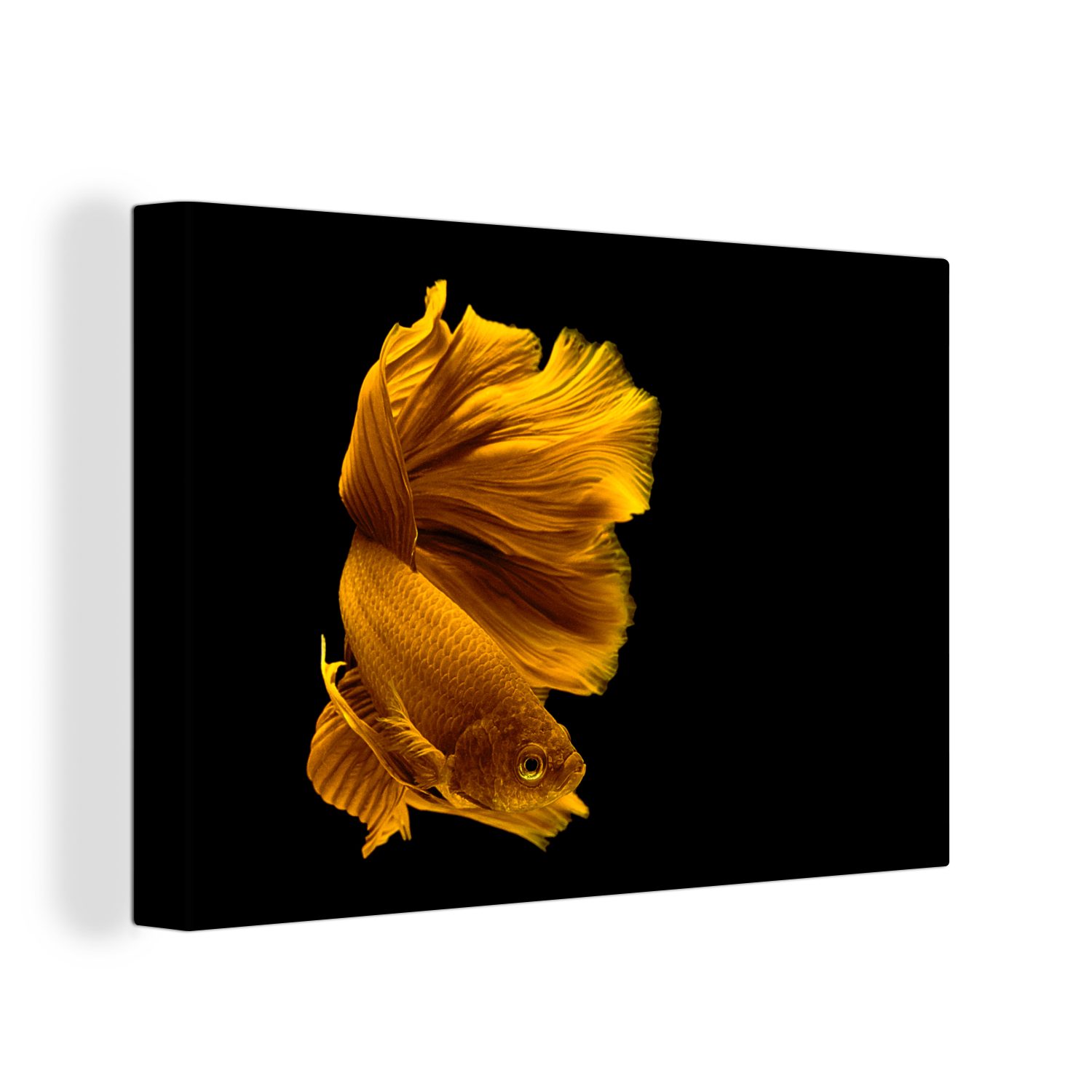 OneMillionCanvasses® Leinwandbild Fische - Tiere cm St), Aufhängefertig, Wandbild Gold, Wasser Leinwandbilder, - - (1 Wanddeko, 30x20