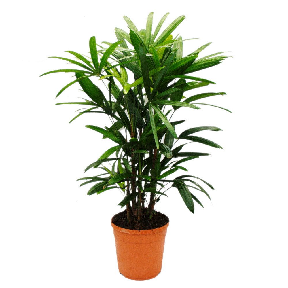 Exotenherz Zimmerpflanze Steckenpalme Rhapis excelsa Bambuspalme 21cm Topf günstig online kaufen