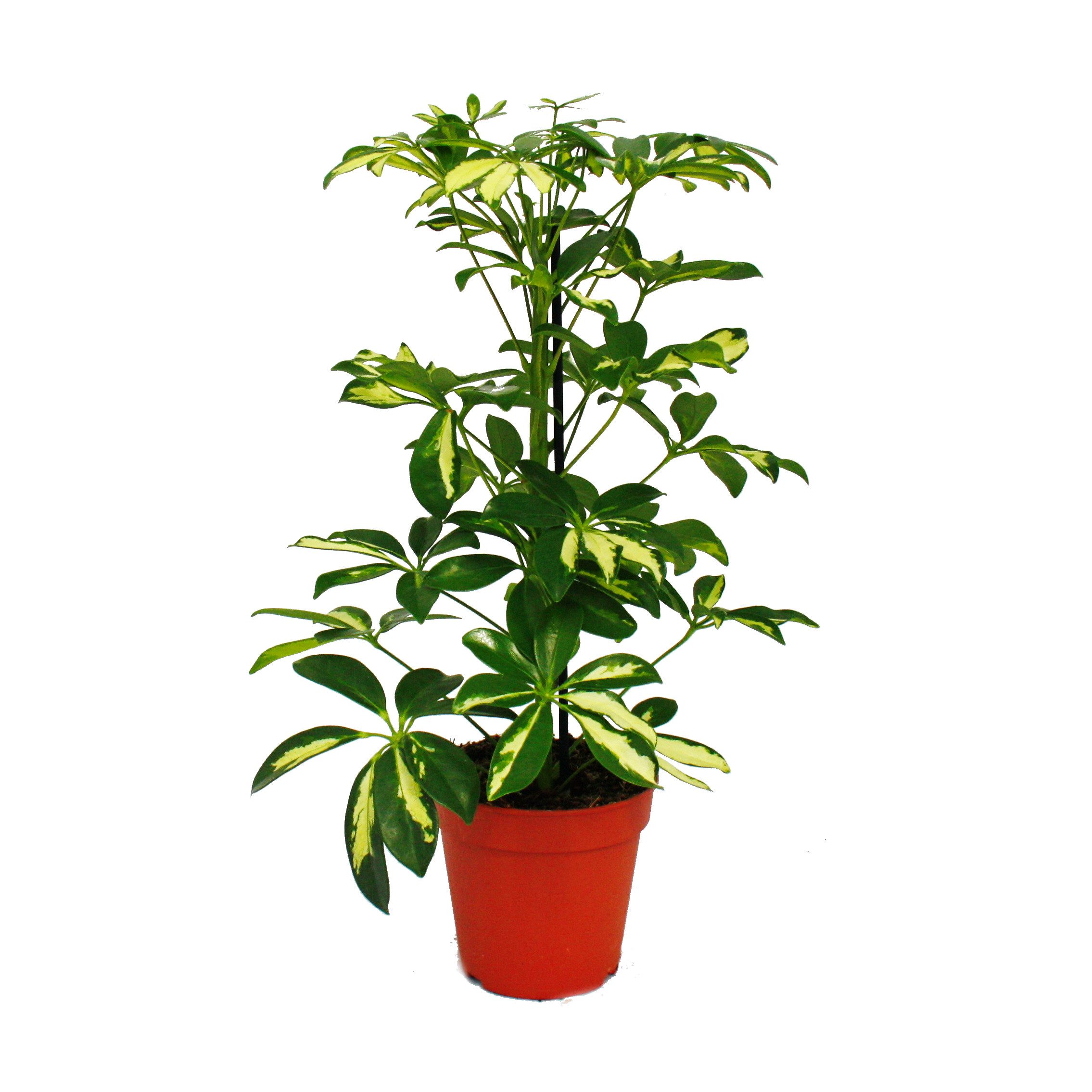 Exotenherz Zimmerpflanze Strahlenaralie Schefflera weiss-grünlaubig 12cm To günstig online kaufen