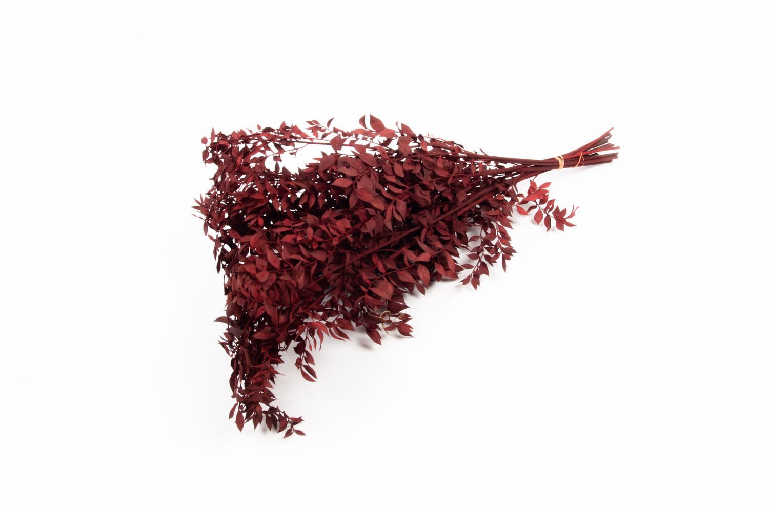 Trockenblume Ruscus Trockenzweige AGNIATA, Burgunderrot, 70-75cm, Ø17cm, INNA-Glas, Höhe 75.0 cm