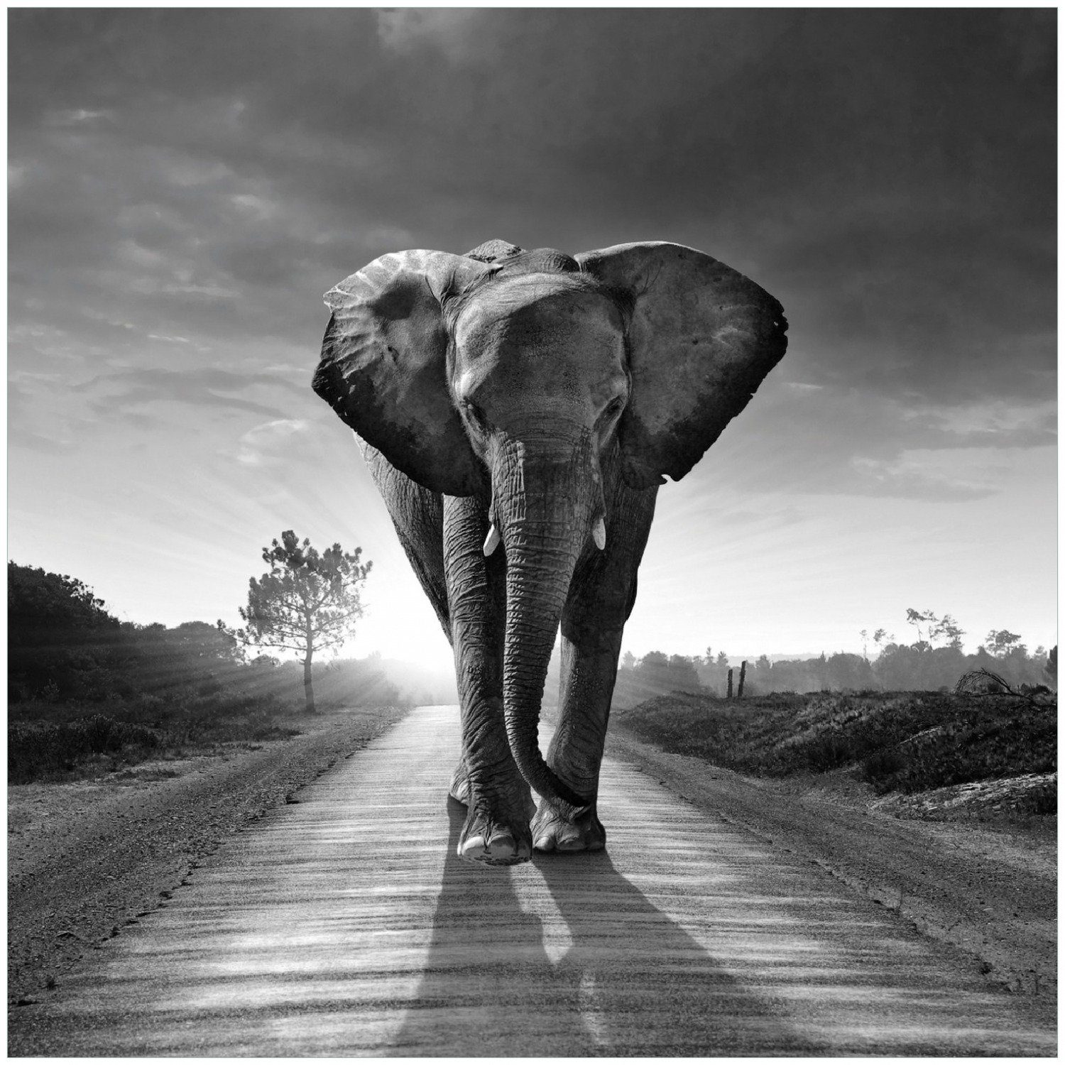 Wallario Memoboard Elefant bei in Afrika schwarzweiß Sonnenaufgang