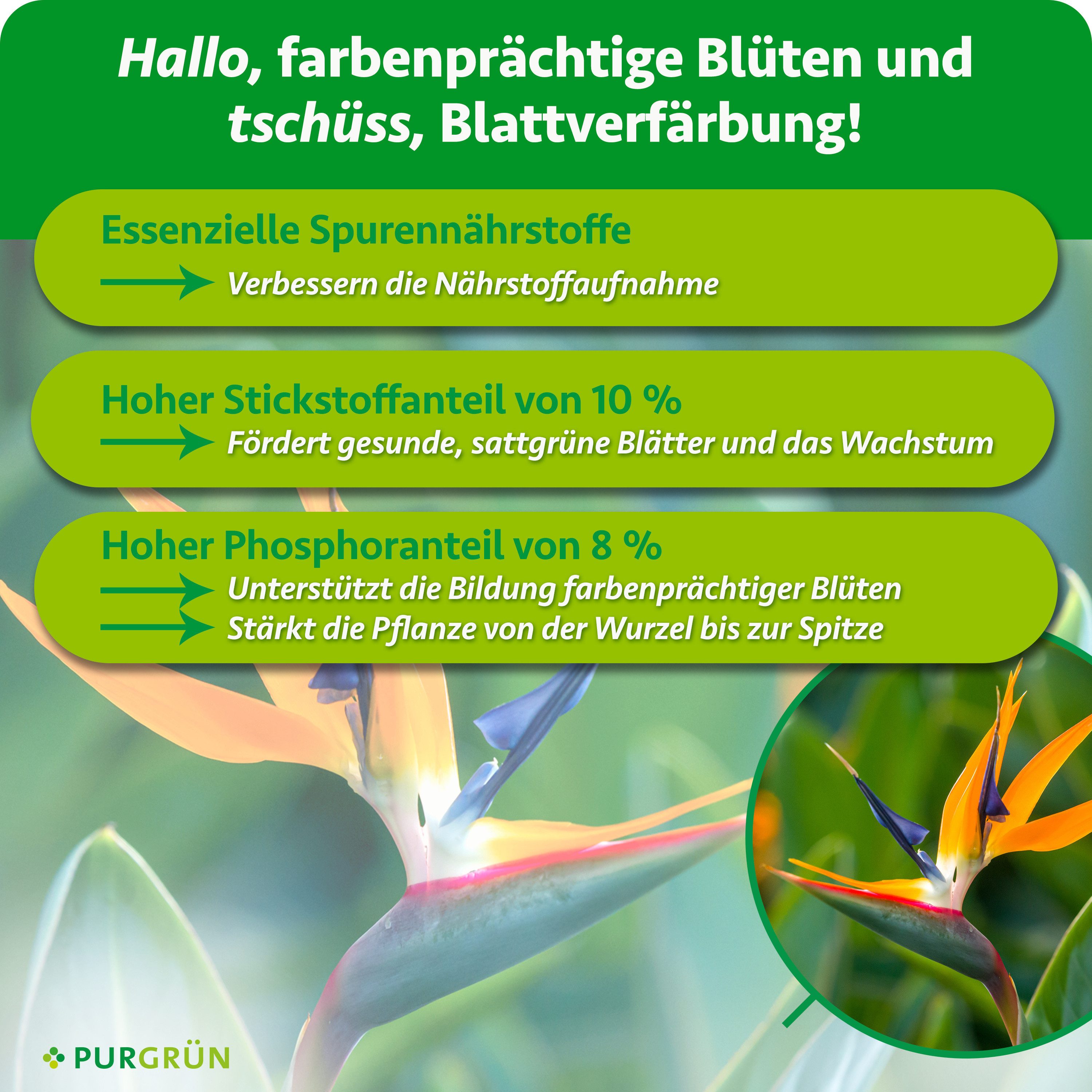 Purgrün Blumendünger Strelitzien Dünger, NPK 10+8+6, für prächtige Blüten, 1L, Flüssigdünger, 1-St., 1 Liter – Bild 3 von 5