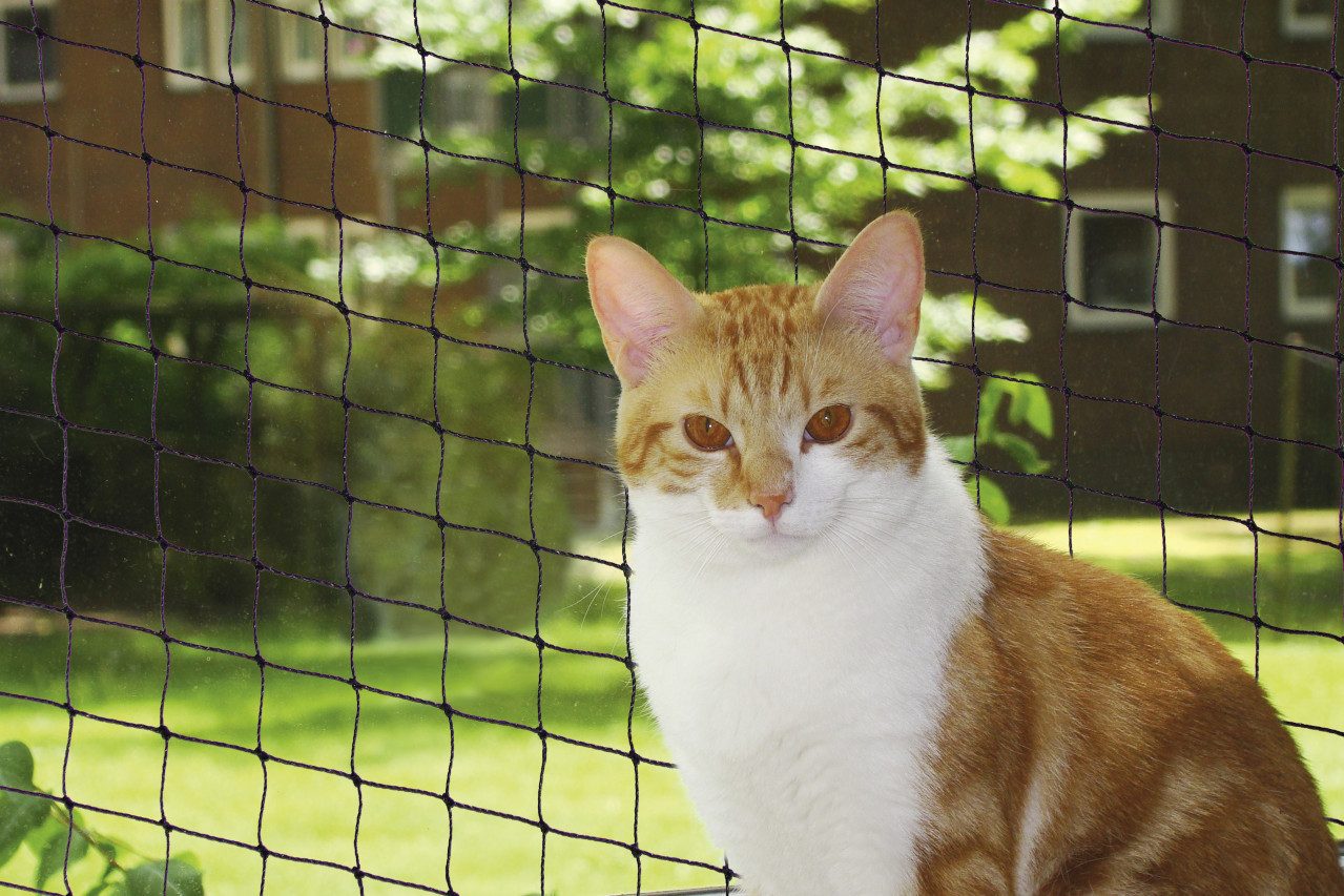 Nobby Schutznetz Nobby Katzenschutznetz schwarz Größe S 2 x 3 m