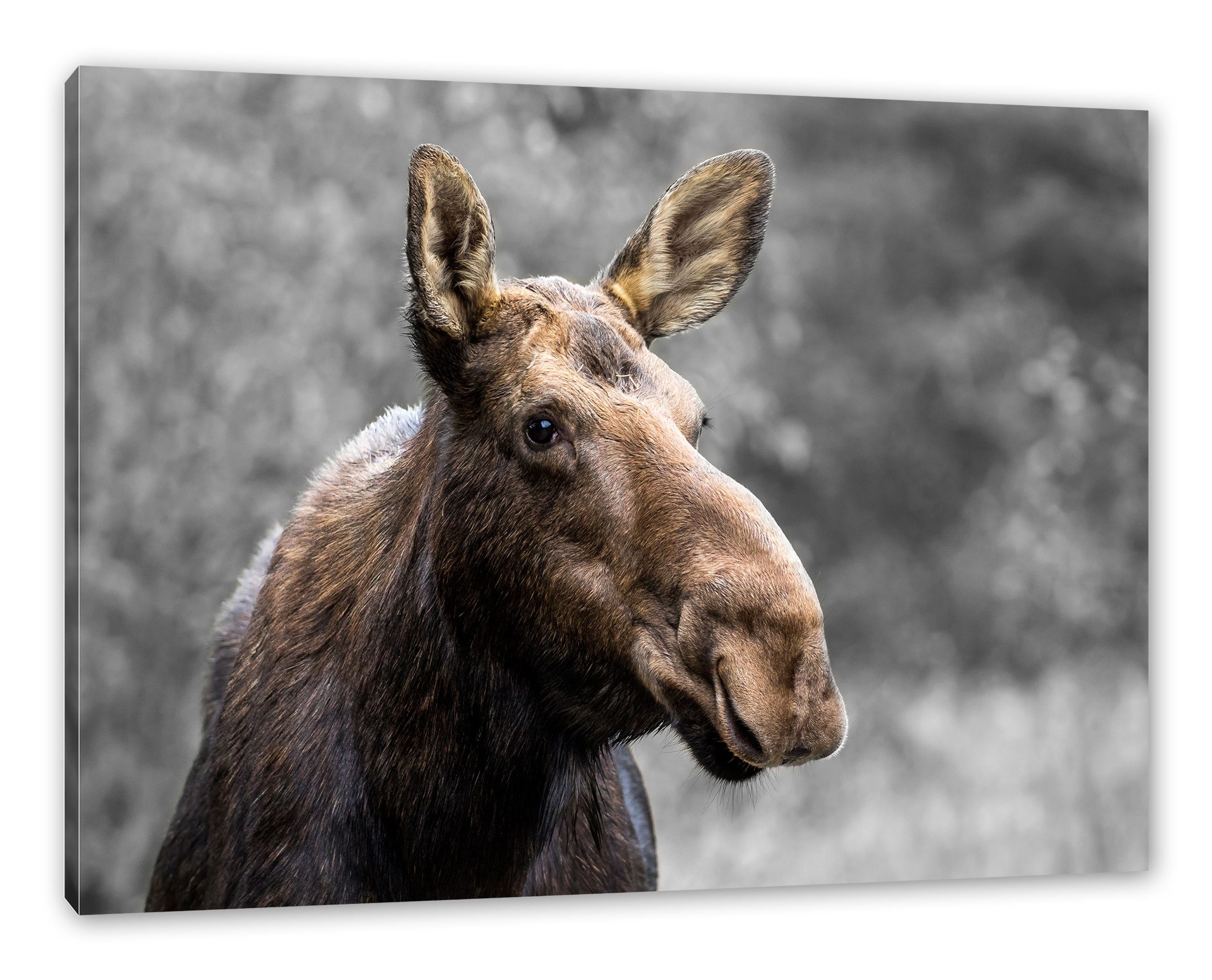 Pixxprint Leinwandbild Elch im Wald, Elch im Wald (1 St), Leinwandbild fert günstig online kaufen
