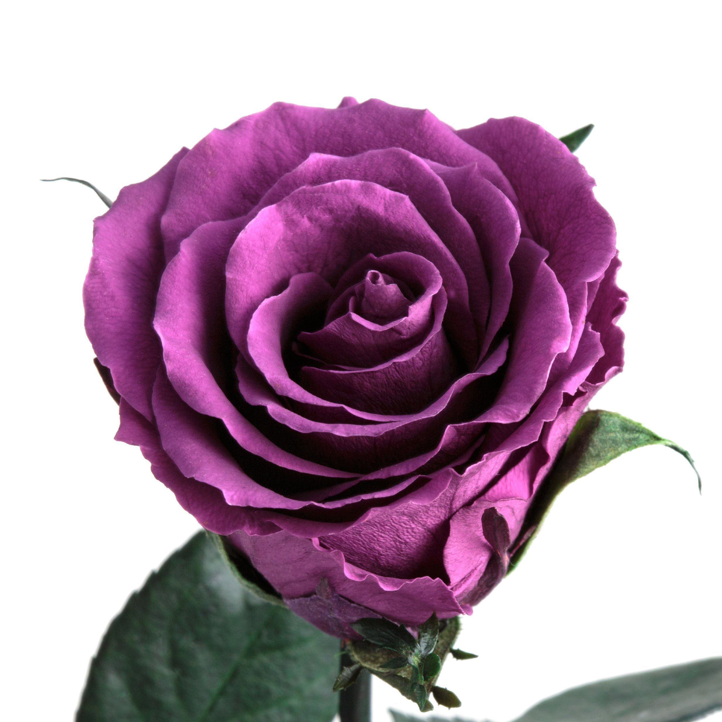Kunstblume Ewige Rose konserviert mit Stiel echte haltbare Blume Rose, ROSEMARIE SCHULZ Heidelberg, Höhe 50 cm, Infinity Rose, Geschenk für Frauen, Valentinstag, Made in Germany