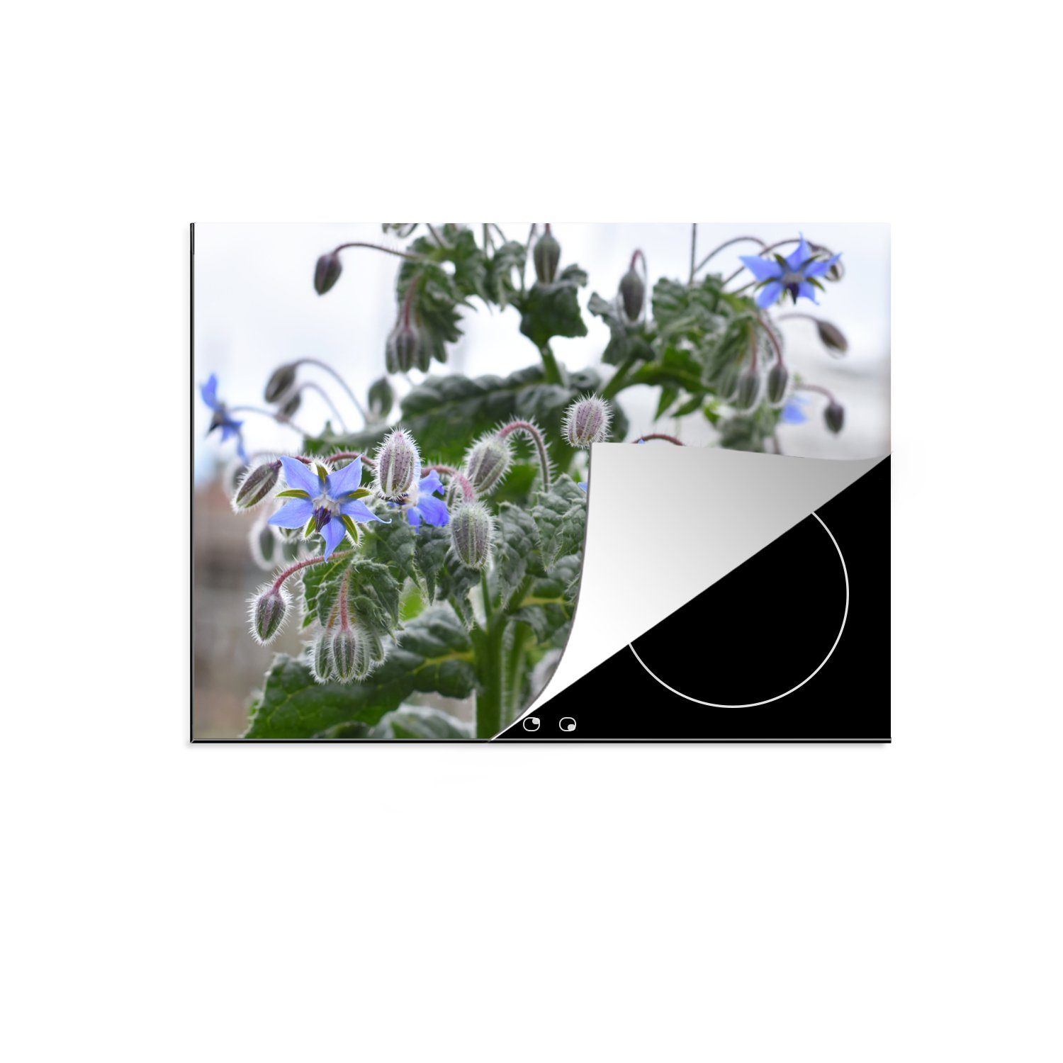 MuchoWow Herdblende-/Abdeckplatte Blühende Borretschpflanze in der Natur, Vinyl, (1 tlg), 71x52 cm, Induktionskochfeld Schutz für die küche, Ceranfeldabdeckung