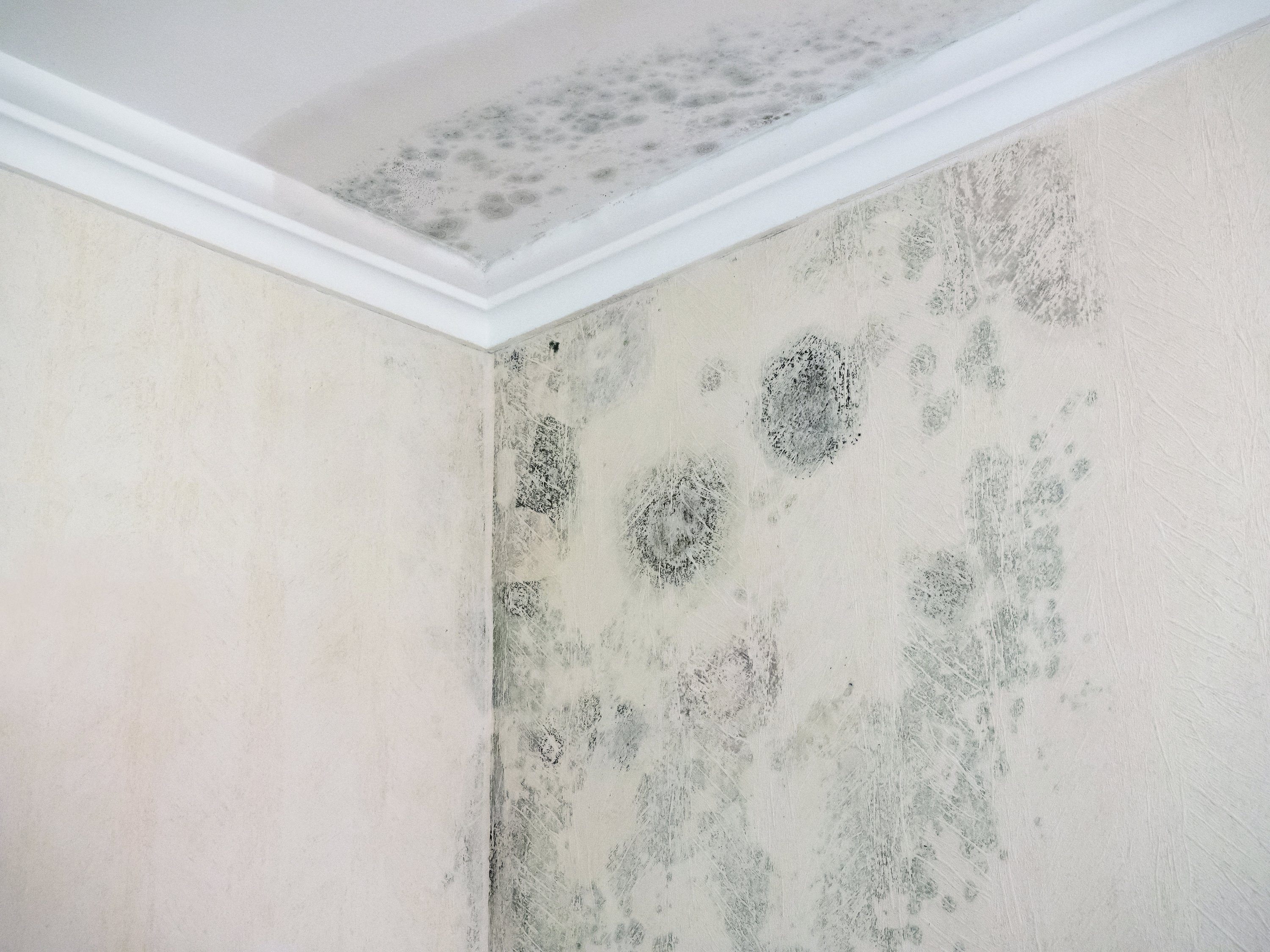 plid Grundierfarbe Premium Anti-Schimmelgrund Schimmelgrundierung Anti-Schimmel Farblos, Schnelltrocknend