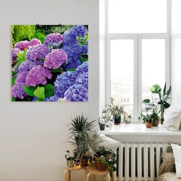 Artland Wandbild Hortensien im Garten, Blumen (1 St), als Alubild, Outdoorbild, Leinwandbild, Poster, Wandaufkleber