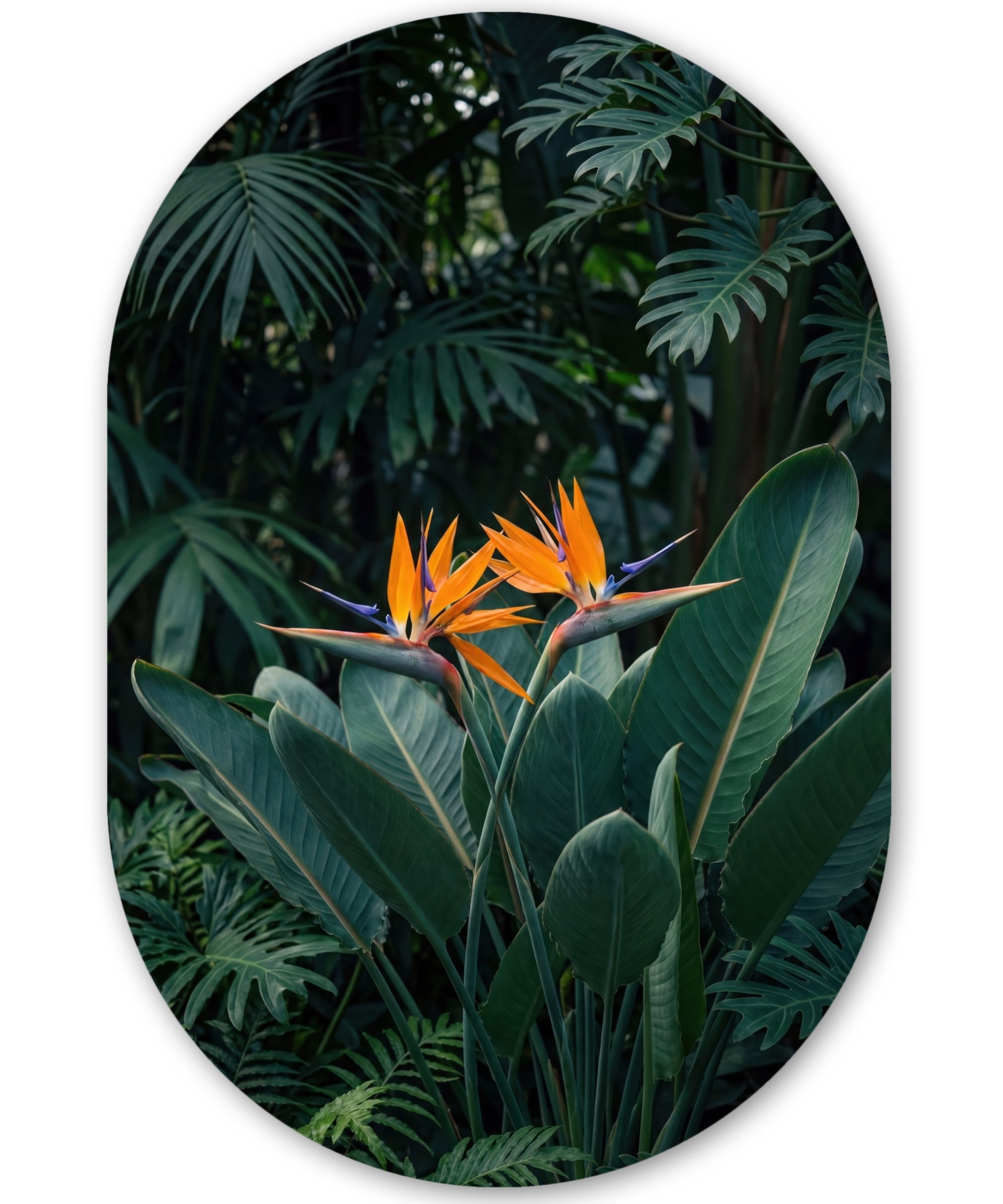 MuchoWow Gemälde Paradiesvogel - Blume - Exotisch, Fotodruck (1 St), Wandbild Oval, Wohnzimmer oder Schlafzimmer Wanddekoration, 40x60 cm