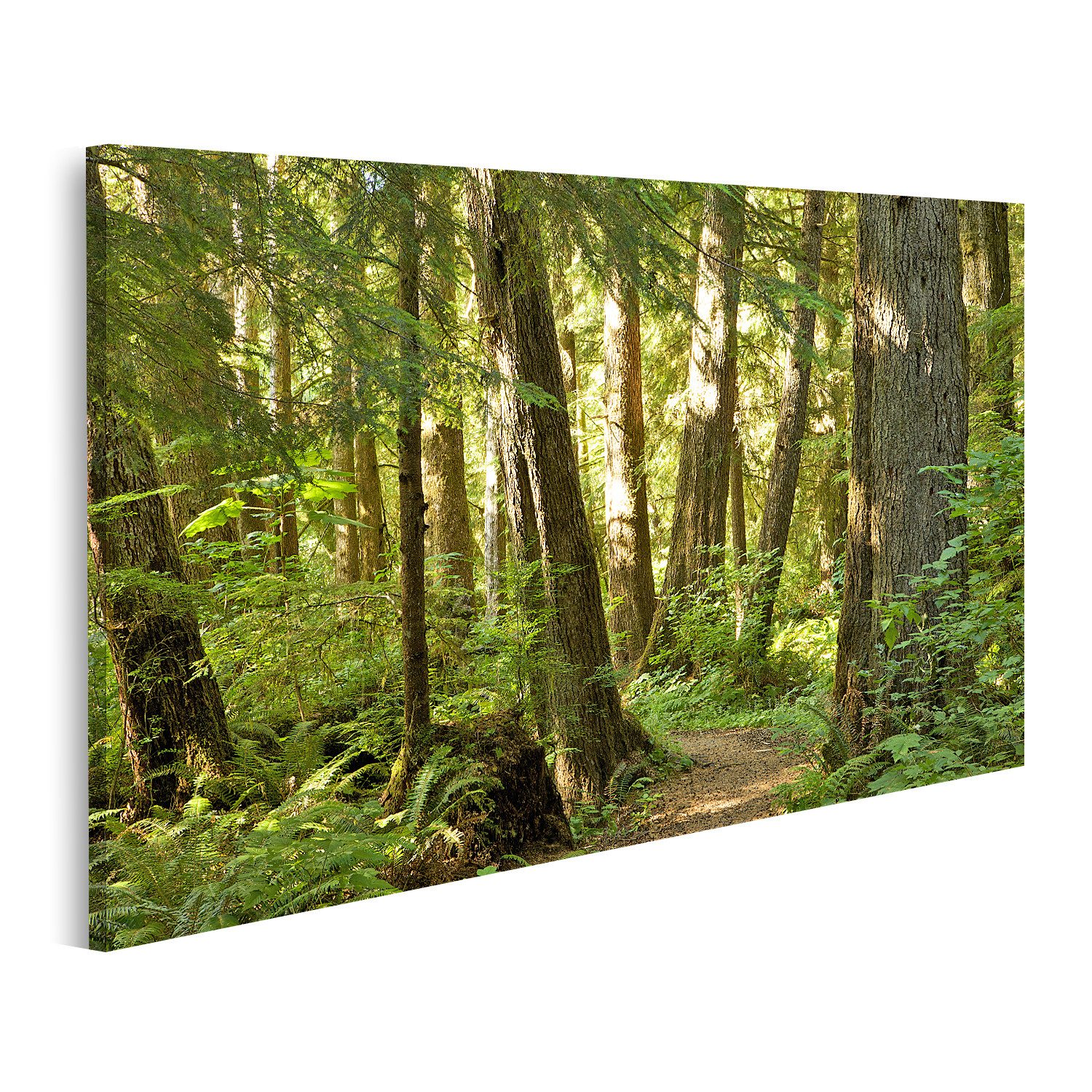 Leinwandbild Bäume Wald Bilder