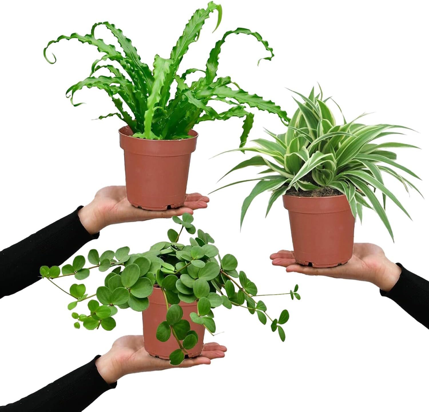 Green Me Up Zimmerpflanze Hängende Katzenliebe, Wächst in Erde, Pflegeleicht, Ungiftig für Tiere und Kinder