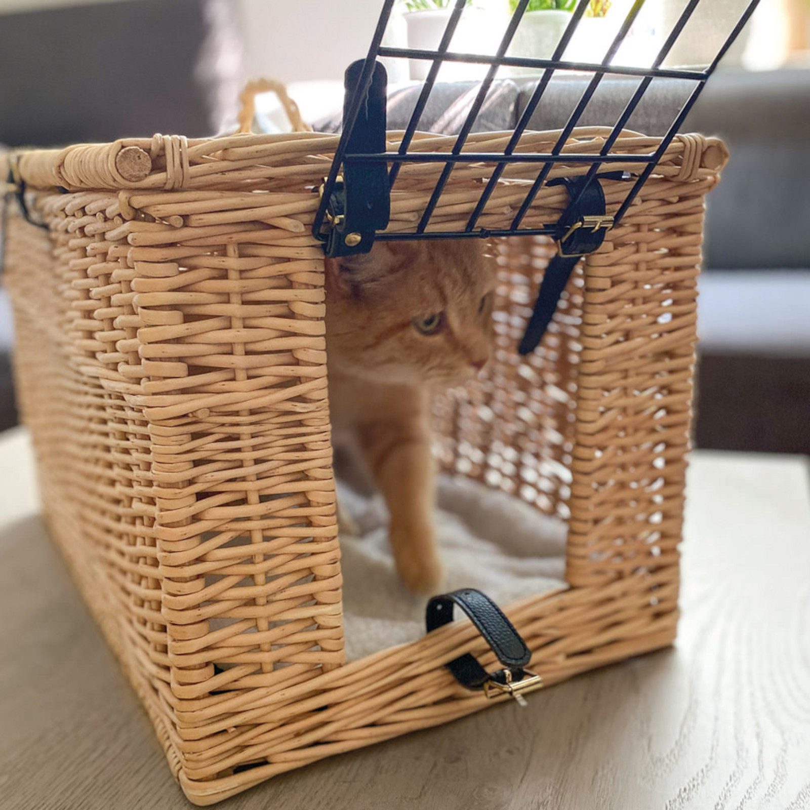 Aumüller Tierreisekorb Katzentransportkorb aus gesottener Weide, rechteckig