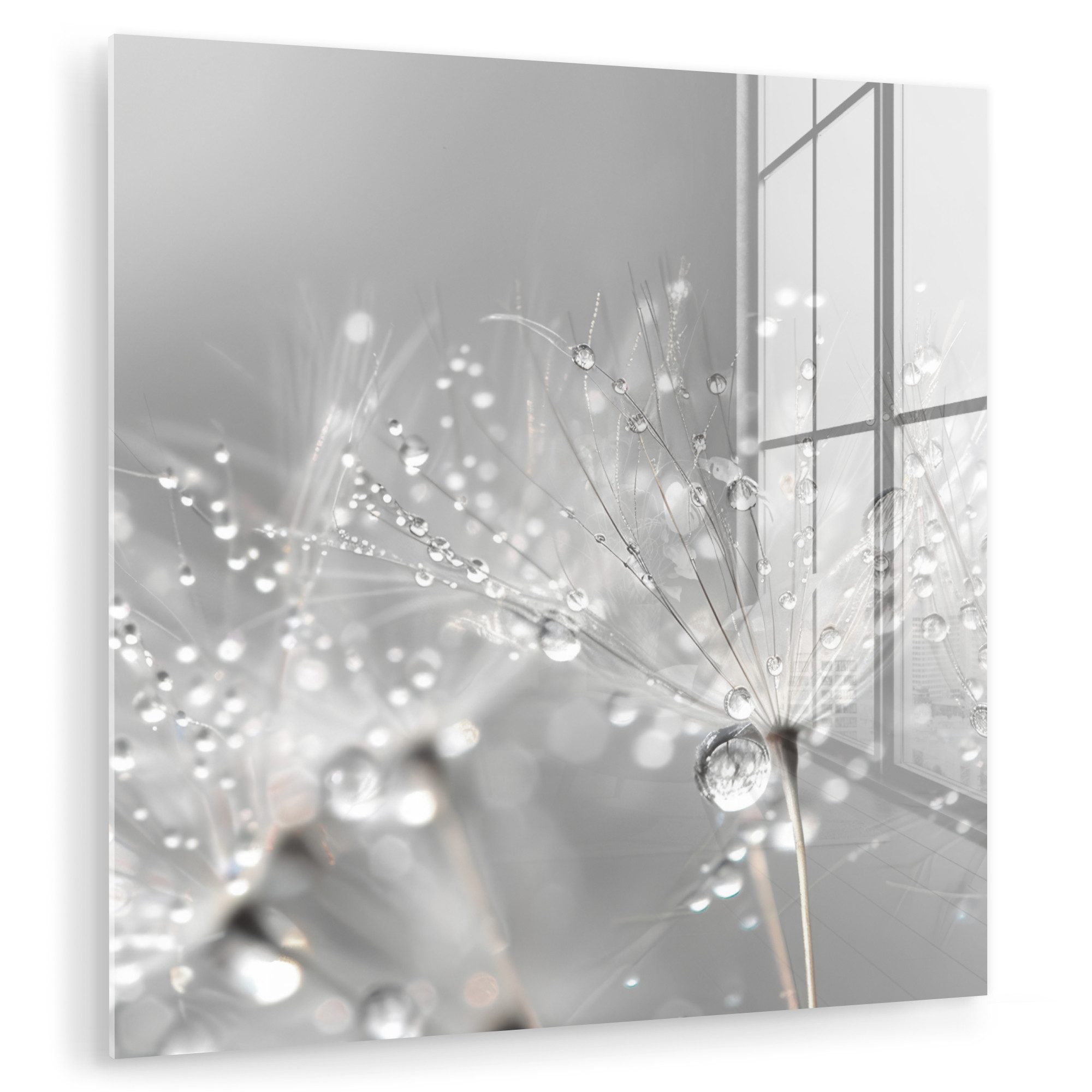 MuchoWow Acrylglasbild Löwenzahn - Wassertropfen - günstig online kaufen