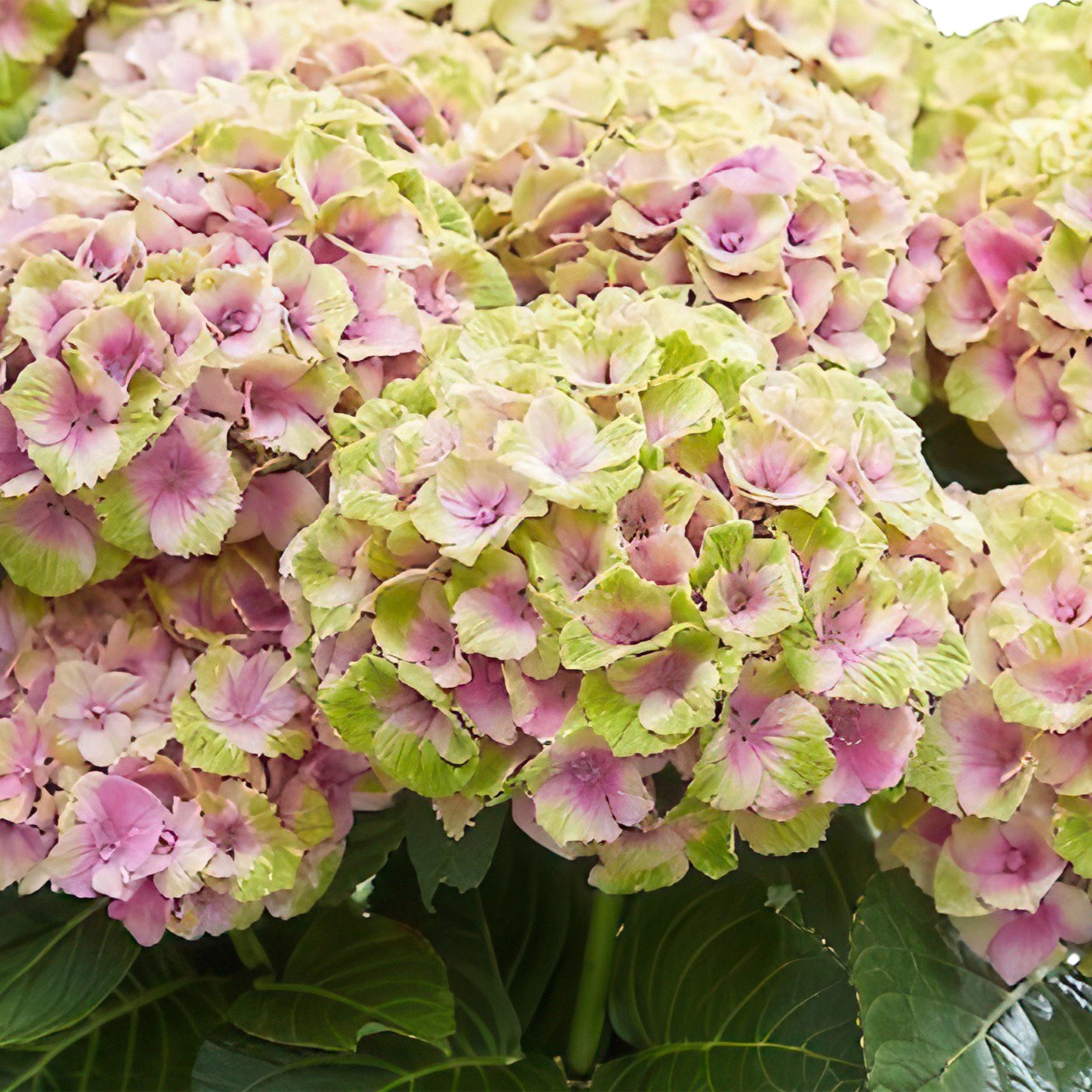 Exotenherz Beetpflanze Exotenherz - Hortensia - Hydrangea Magical Jewel Pink - 23cm Topf
