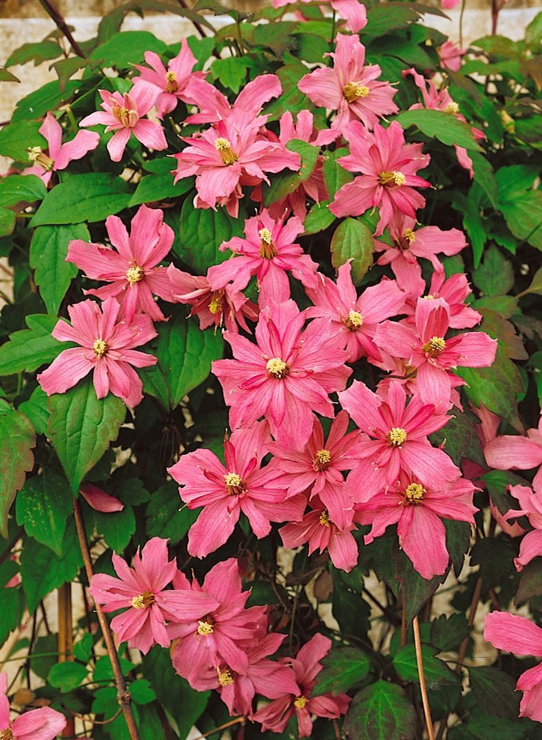 Pflanzen für Dich Kletterpflanze Clematis montana Broughton Star, 1 St., Berg-Waldrebe, Clematis, rosarot, schnellwachsend