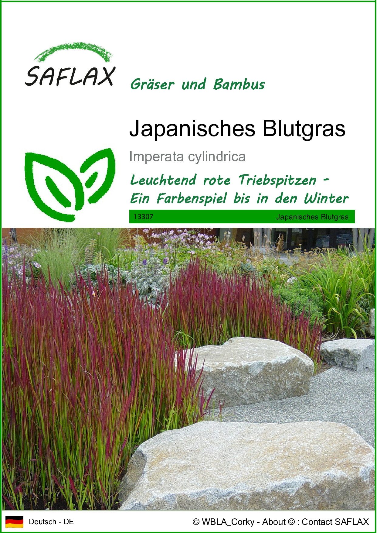 SAFLAX Blumensamen SAFLAX - Samen - Japanisches Blutgras günstig online kaufen