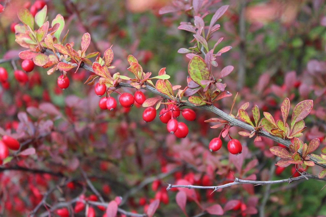 Garten von Ehren Hecken Berberis thunbergii Containerware 40-60 cm