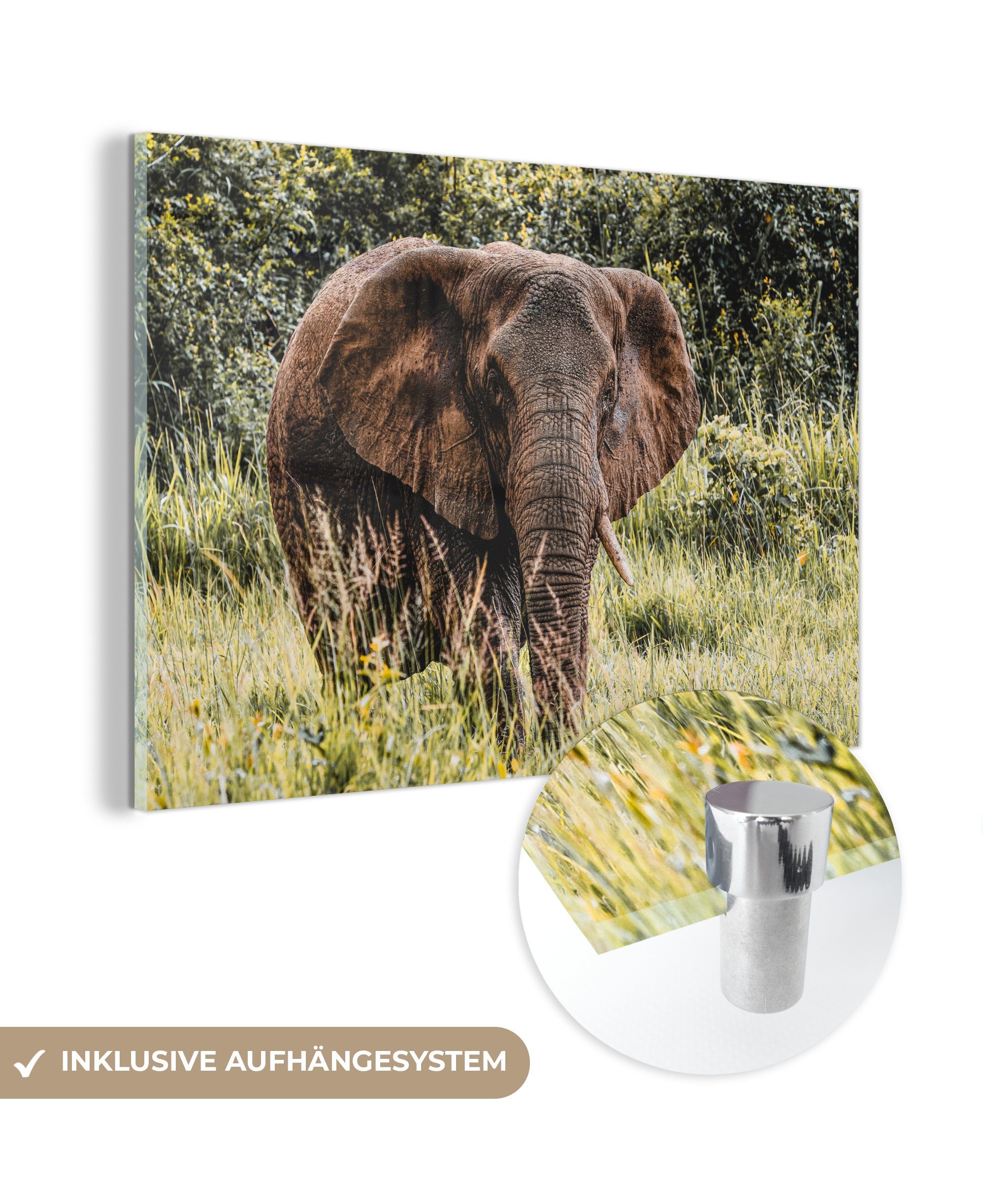 MuchoWow Acrylglasbild Elefant - Natur - Gras, (1 St), Glasbilder - Bilder auf Glas Wandbild - Foto auf Glas - Wanddekoration