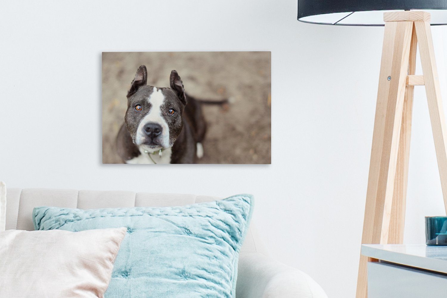 Wandbild American Leinwandbild Aufhängefertig, schaut (1 Terrier 30x20 cm St), Leinwandbilder, die Kamera, in Wanddeko, Ein Staffordshire OneMillionCanvasses®