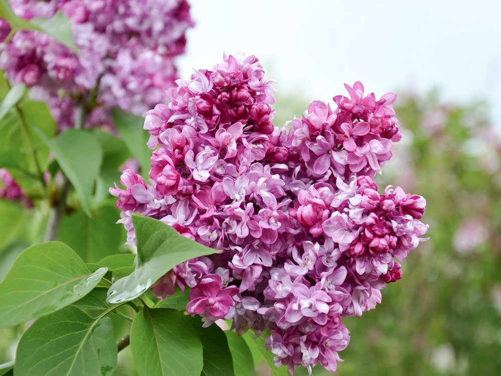 Garten von Ehren Zierstrauch Syringa vulgaris Prince Wolkonsky Containerware 40-60 cm hoch