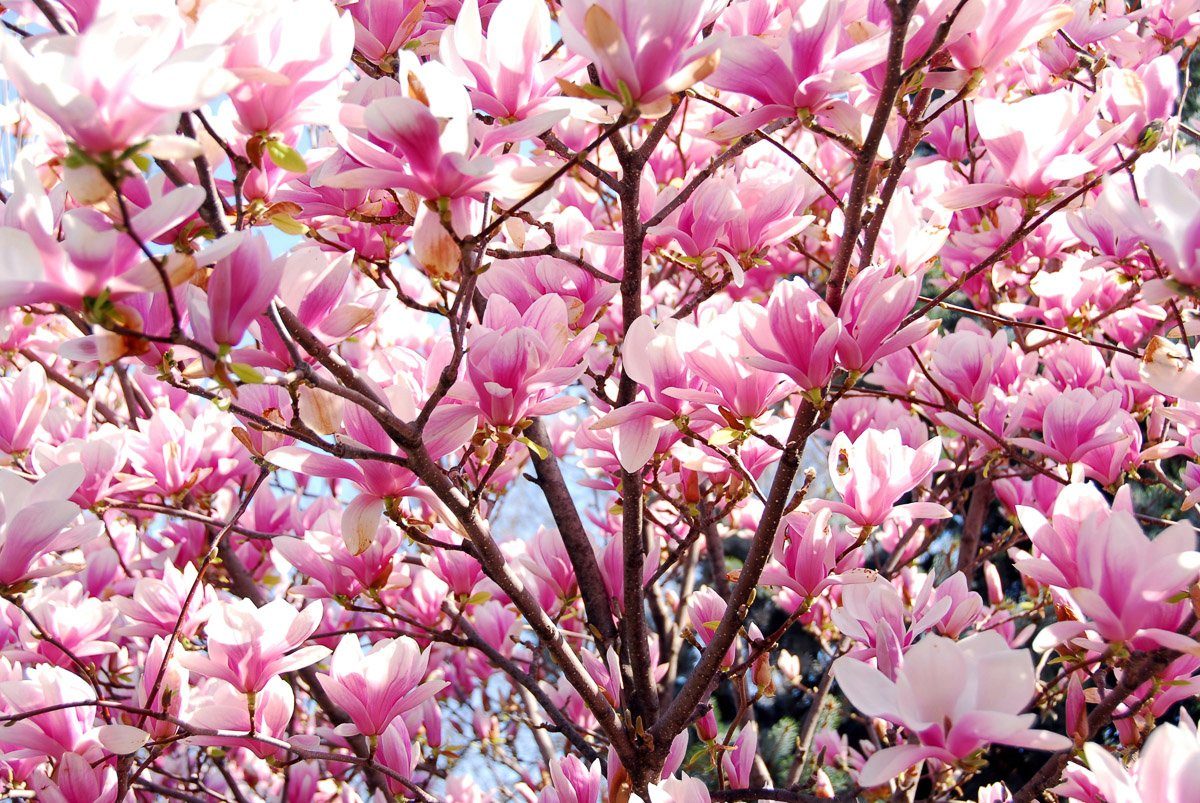 Fototapete Blühende Magnolie