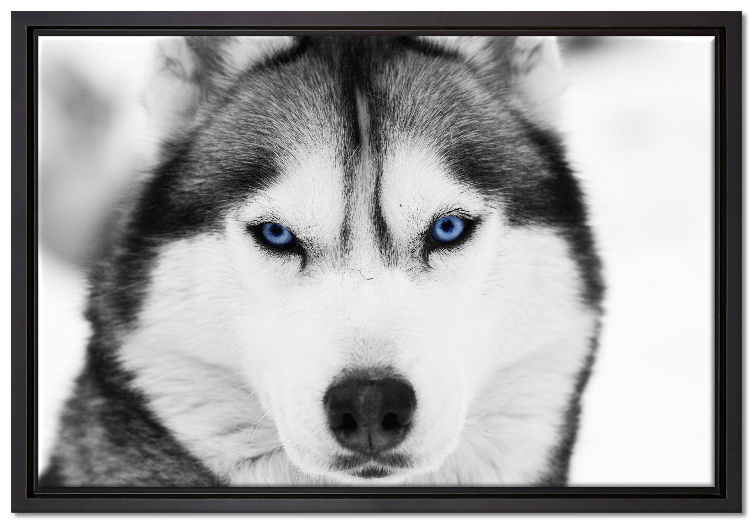 Pixxprint Leinwandbild Husky mit blauen Augen, Wanddekoration (1 St), Leinwandbild fertig bespannt, in einem Schattenfugen-Bilderrahmen gefasst, inkl. Zackenaufhänger