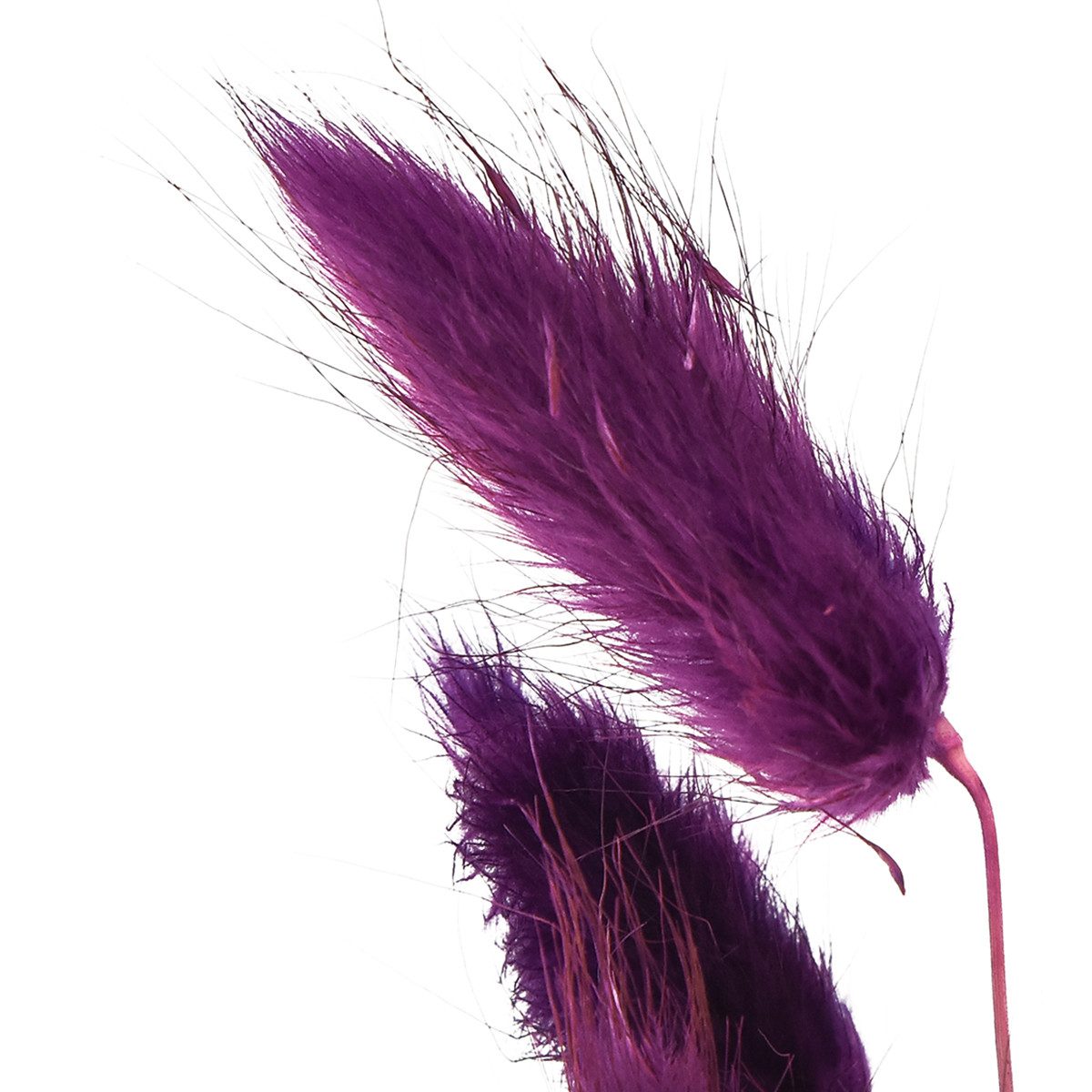 Trockenblume Samtgras Violett Hasenschwanz-Gras Lagurus Trockengras, Florists Products, Höhe 1 cm