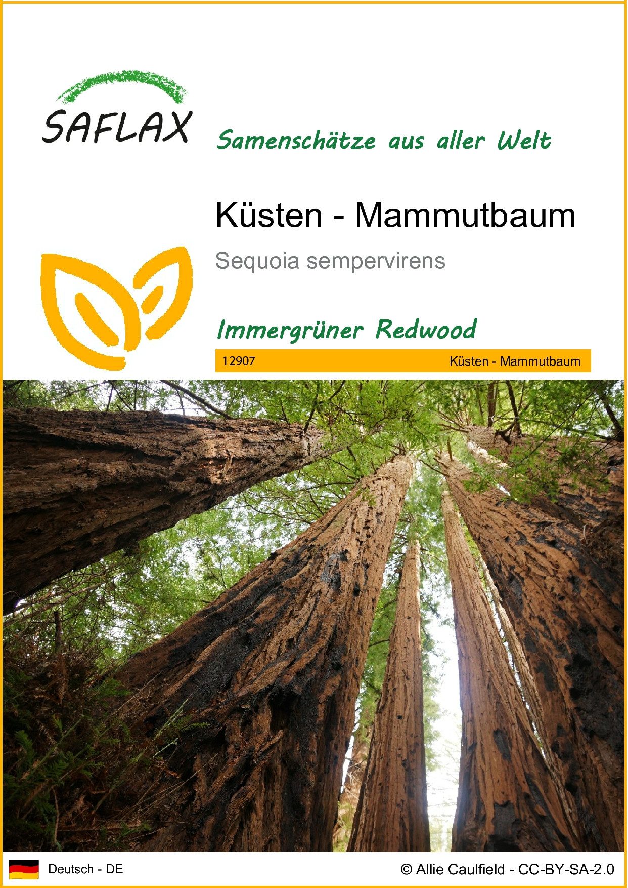 SAFLAX Blumensamen SAFLAX - Samen - Küsten - Mammutbaum günstig online kaufen