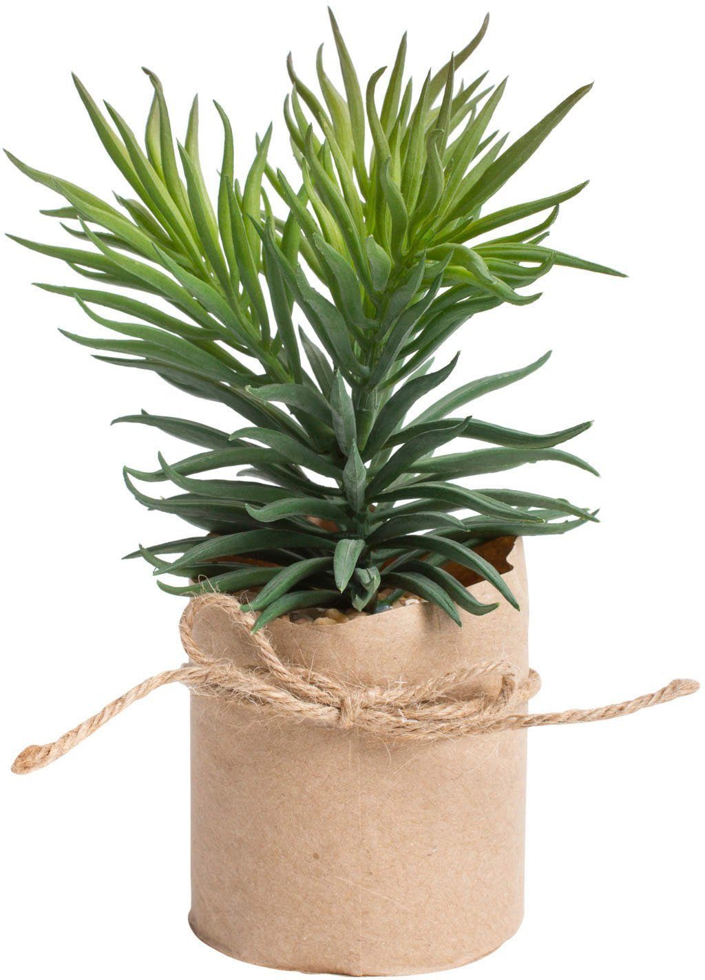 Kunstkaktus Sukkulentensortiment Sukkulente, Botanic-Haus, Höhe 19 cm