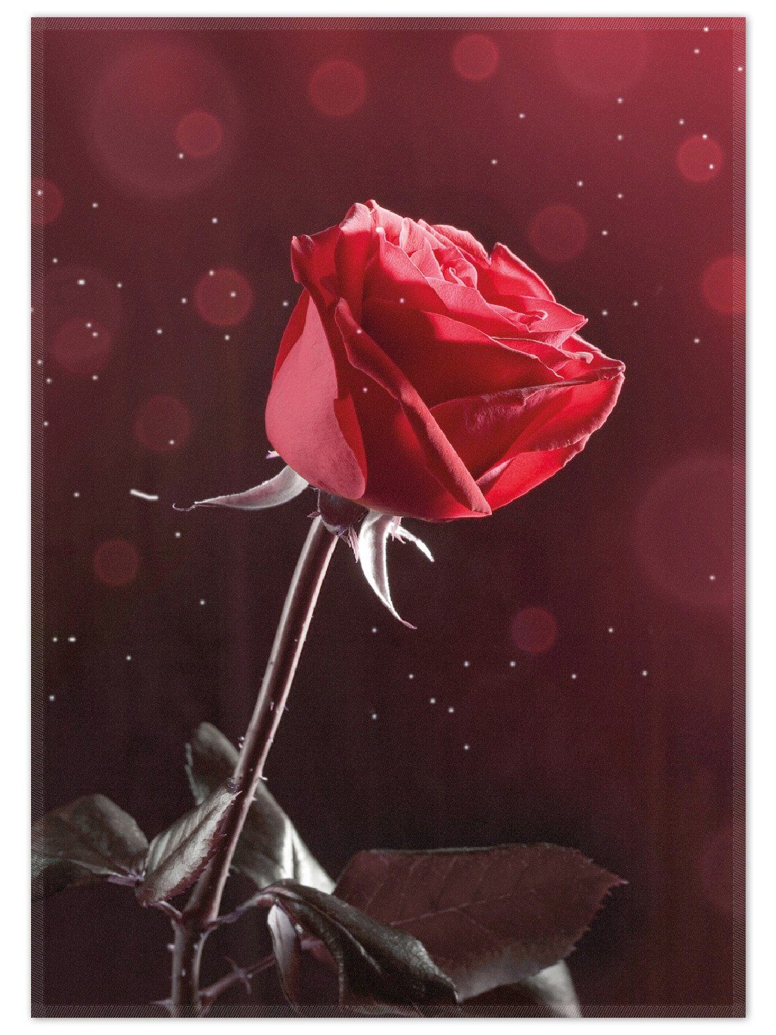 Wallario Teppich Rote Rose Single, rechteckig, günstig online kaufen