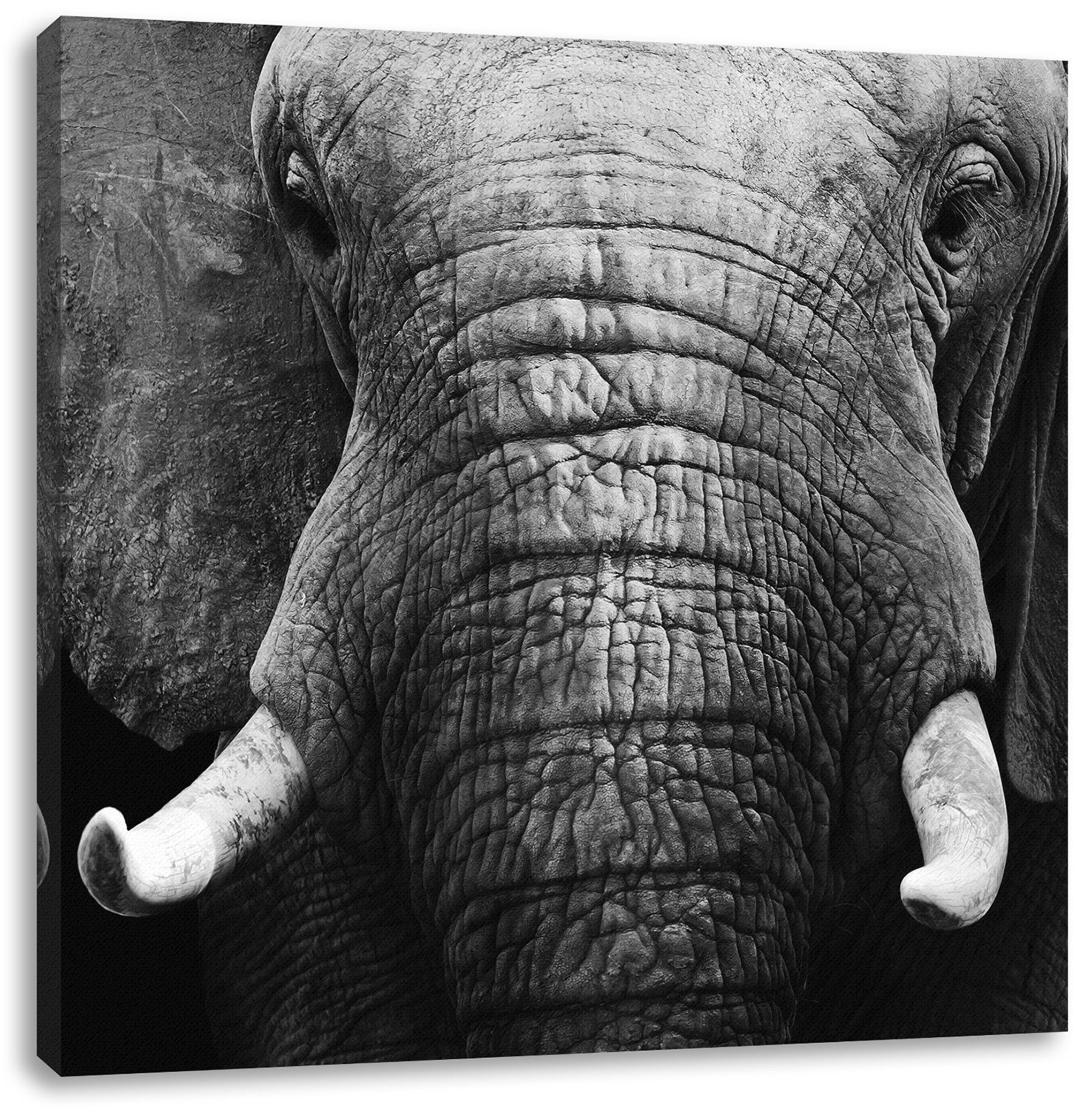 Pixxprint Leinwandbild Elefant Porträt, Elefant Zackenaufhänger Porträt (1 St), Leinwandbild bespannt, inkl. fertig