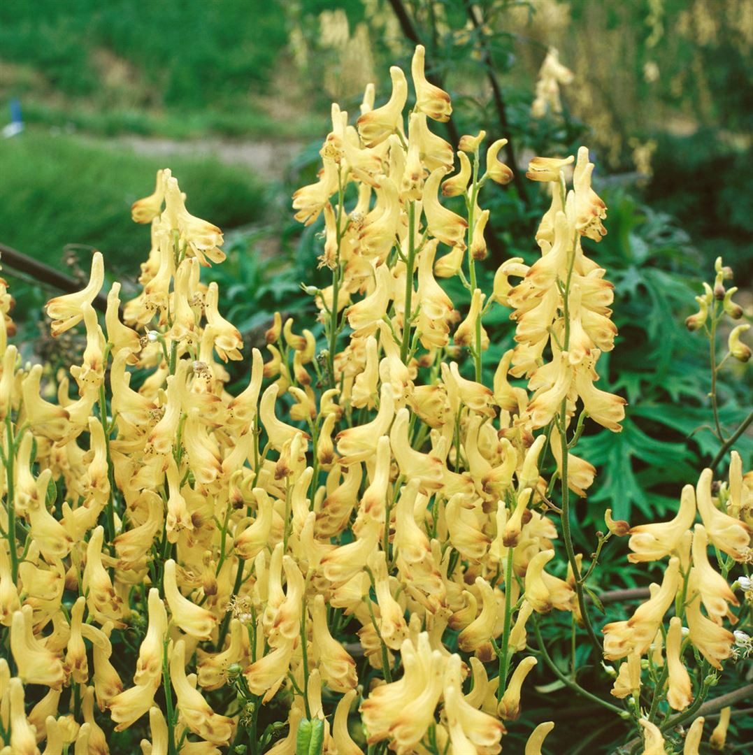 Pflanzen für Dich Staude Aconitum lycoct. ssp.vulparia, 1 St., Gelber Eisenhut, Wolfs-Eisenhut, Wolfswurz