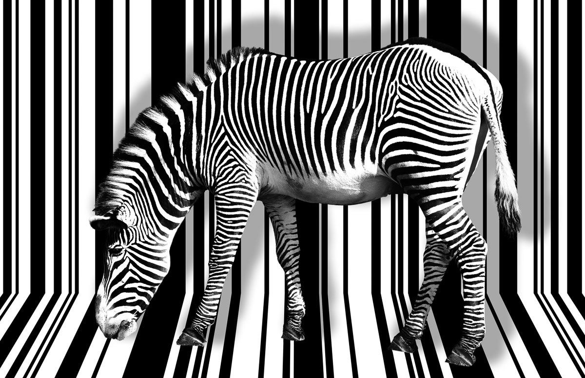 Zebra Fototapete Papermoon