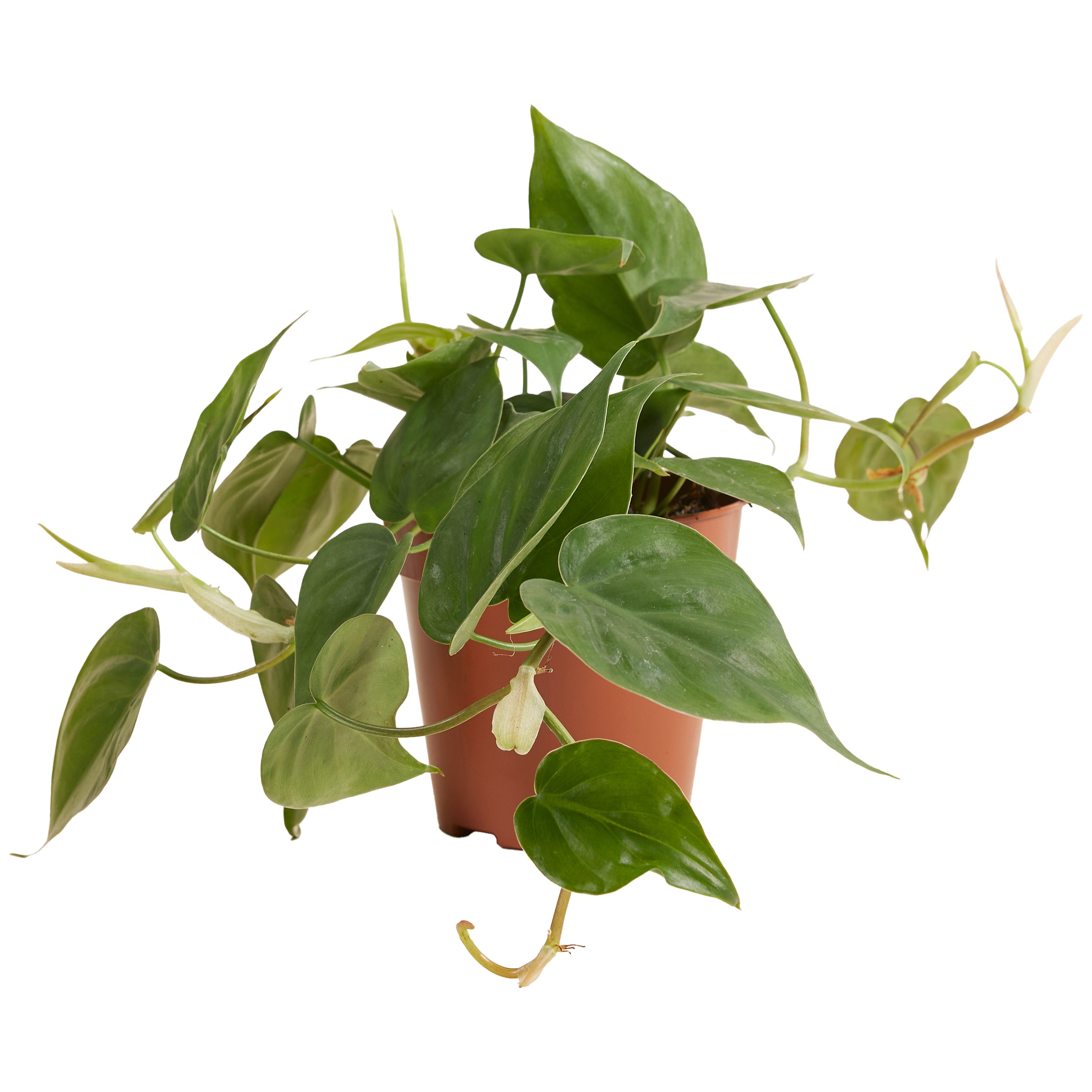 Bloomique Zimmerpflanze Bloomique - Philodendron Scandens - Baumfreund - Auch als Kletterpflan, 1 St.
