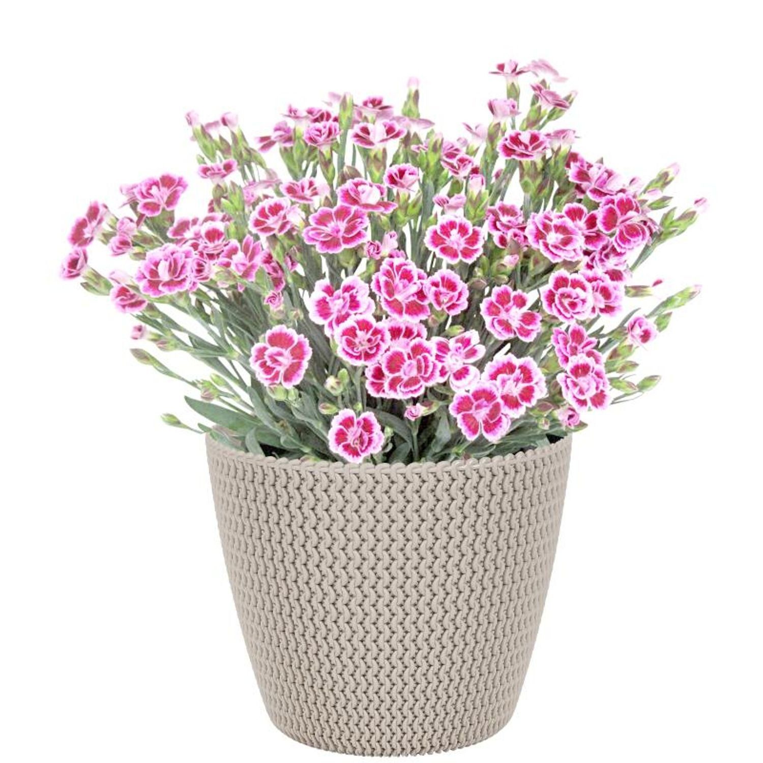 5x H16cm Blumentopf ø19 Prosperplast Strick-Optik x Pflanzenkübel Pflanzkübel "Splofy"