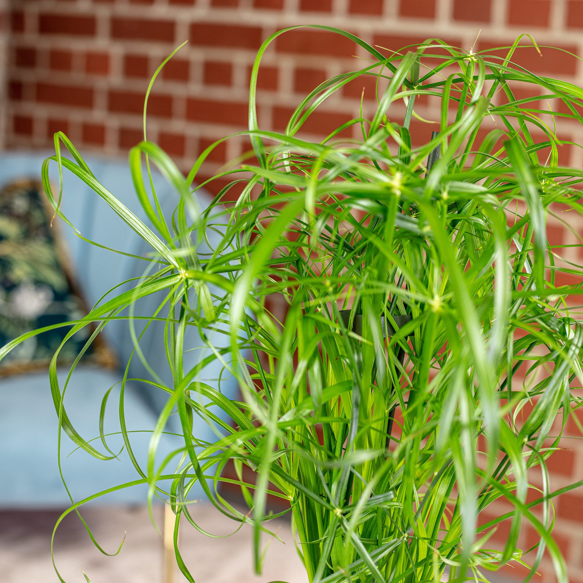 Flowerbox Zimmerpflanze Zyperngras - Cyperus alternifolius, pflegeleicht - Höhe ca. 60 cm, Topf-Ø 14 cm – Bild 5 von 5