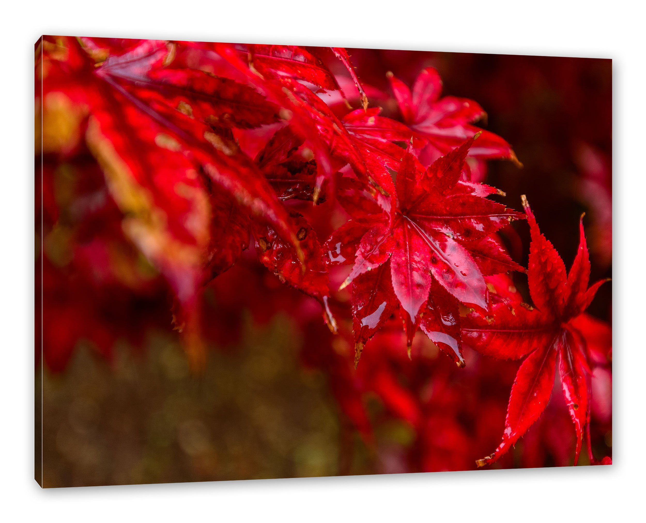 Pixxprint Leinwandbild Roter Ahorn im Sonnenlicht, Roter Ahorn im Sonnenlicht (1 St), Leinwandbild fertig bespannt, inkl. Zackenaufhänger