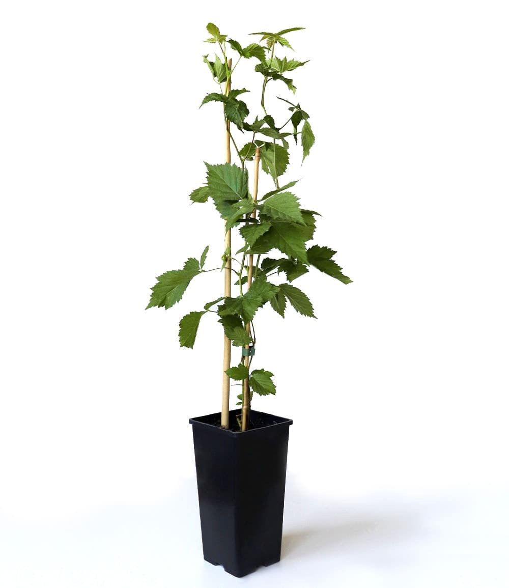 BALDUR Garten Obstpflanze Zuckerbrombeere 'Asterina®', 1 St., Selbstbefruchtend,winterhart, pflegeleicht – Bild 3 von 3