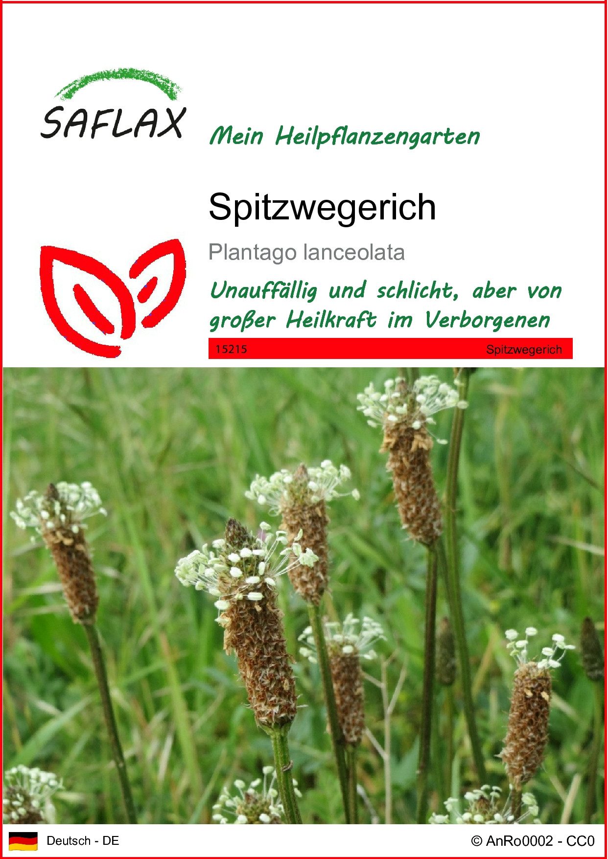 Blumensamen SAFLAX - Samen - Spitzwegerich
