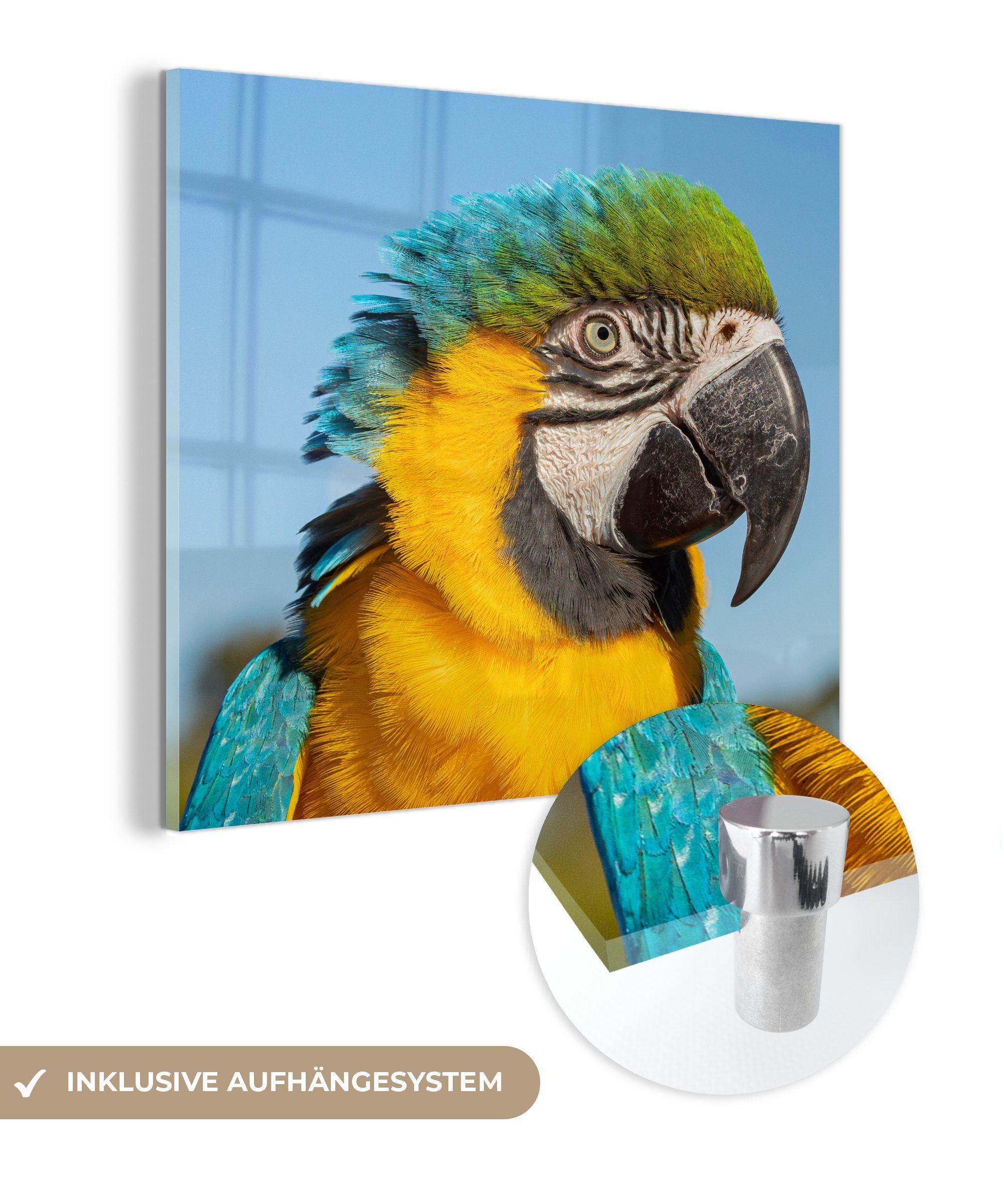 MuchoWow Acrylglasbild Nahaufnahme eines Papageis mit buntem Gefieder, (1 St), Glasbilder - Bilder auf Glas Wandbild - Foto auf Glas - Wanddekoration