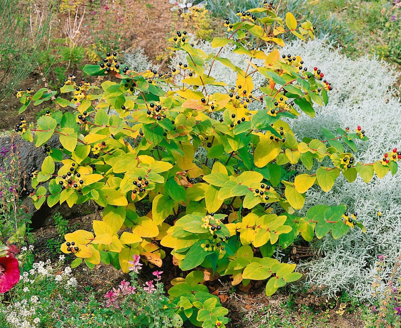 Pflanzen für Dich Staude Hypericum andros., 1 St., Mannsschild, Johanniskraut, Tüpfeljohanniskraut